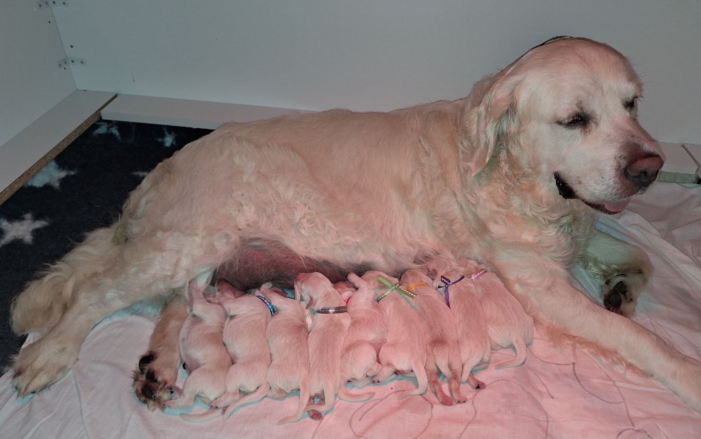 chiot Golden Retriever Du Pré Figeac