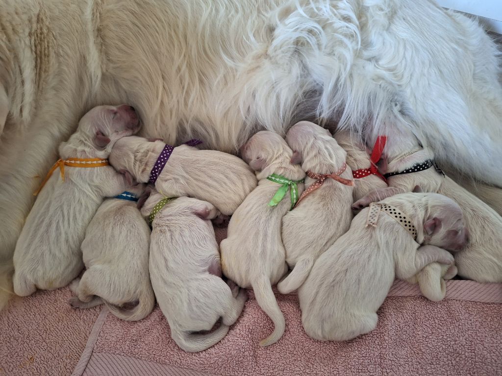 chiot Golden Retriever Du Pré Figeac