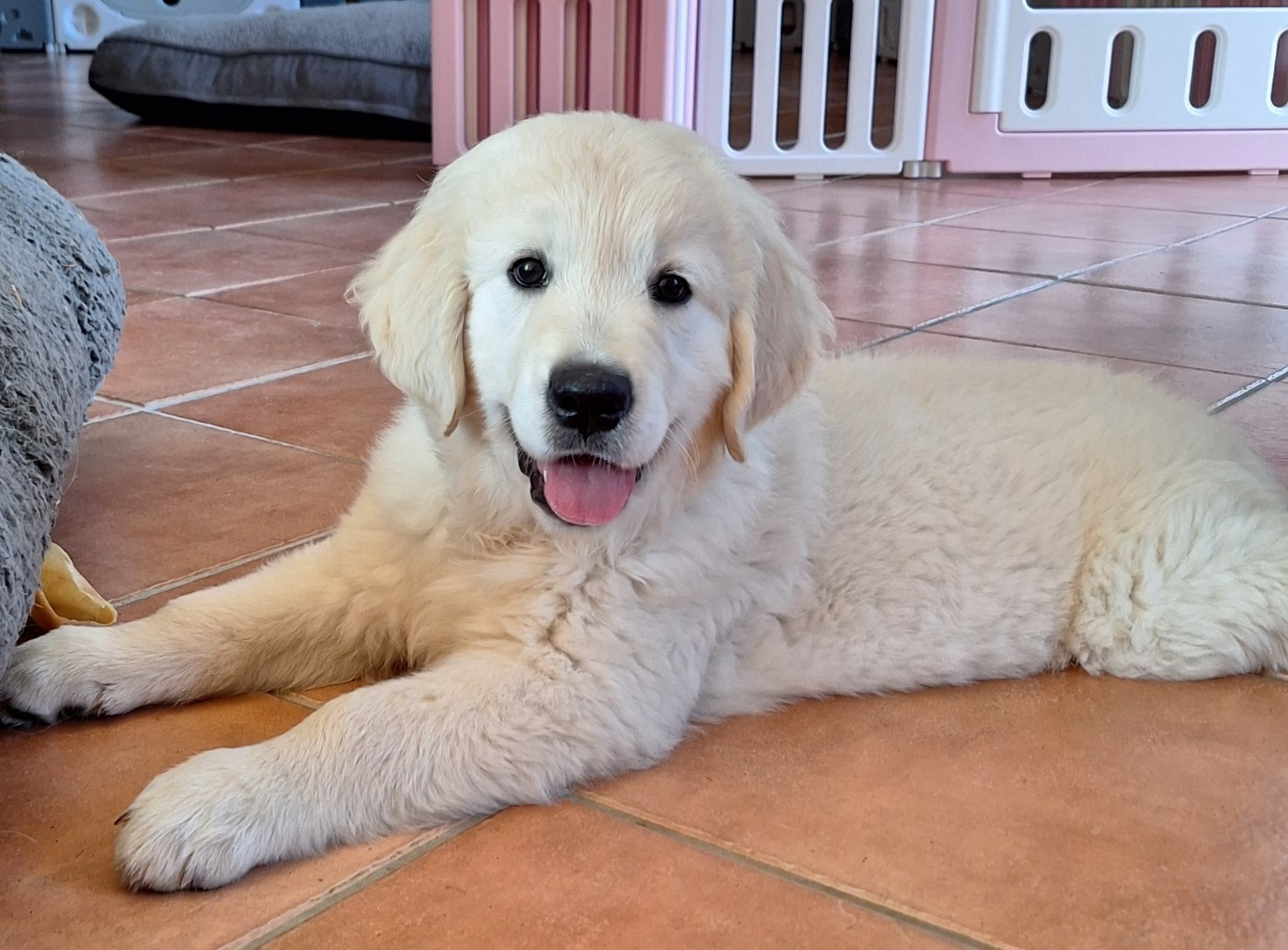 Chiot disponible Golden Retriever mâle LOF