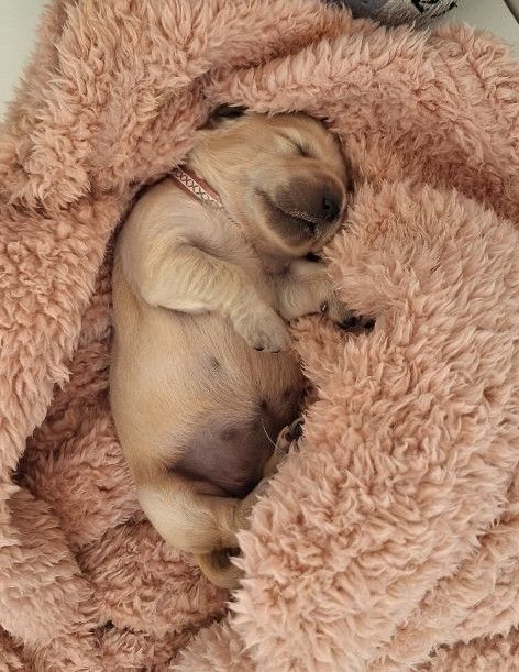 3 Chiots encore disponibles