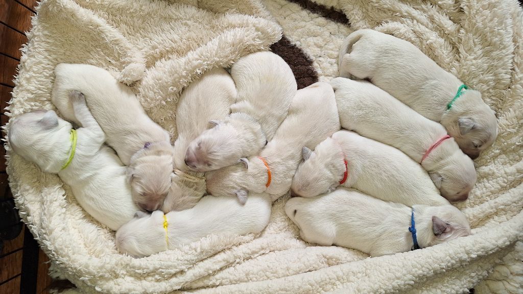 Les bébés de Tiloona sont nés !