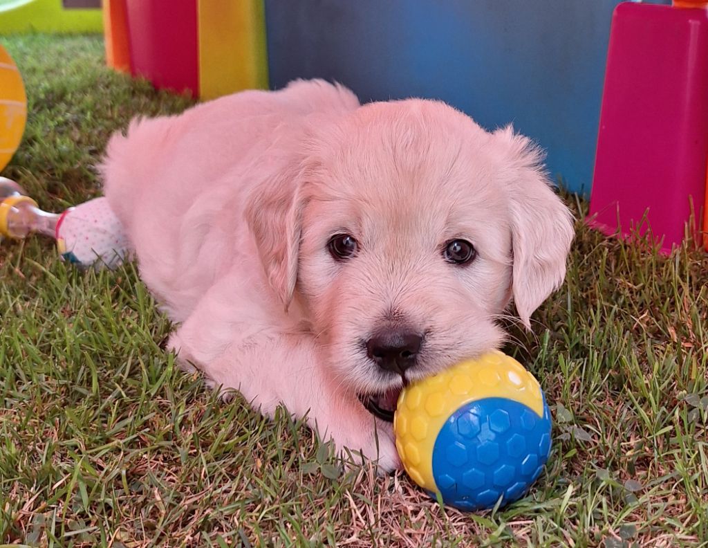 1 Chiot mâle disponible pour le 15 juin 2025