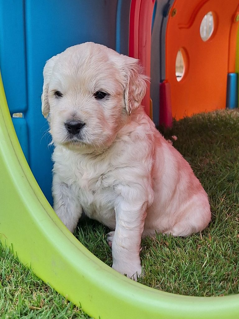 1 Chiot mâle encore disponible