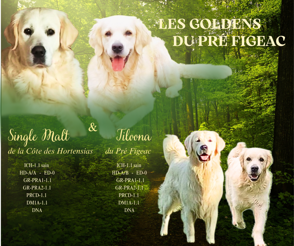 Bébés Tiloona 2025