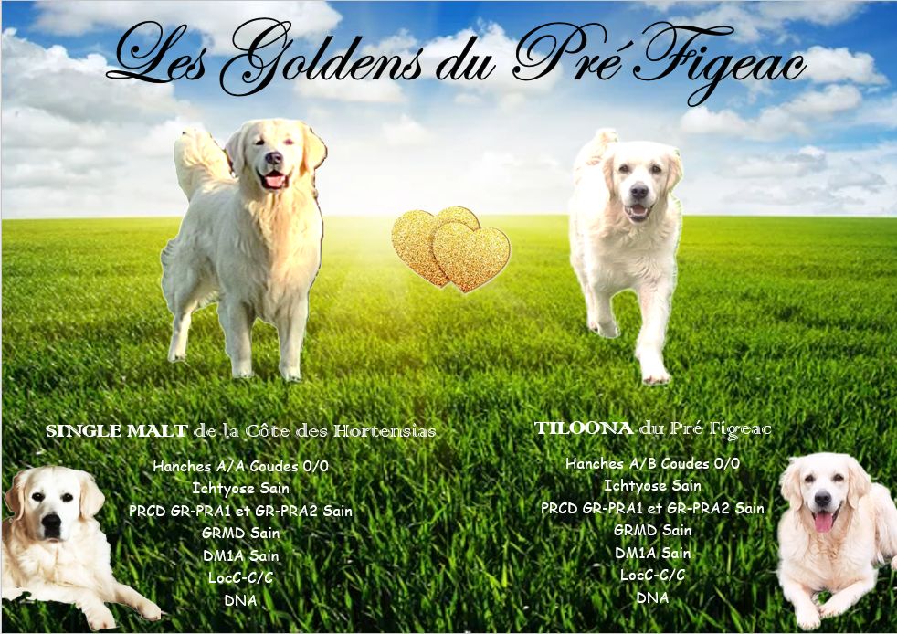 Bébés Tiloona 2024
