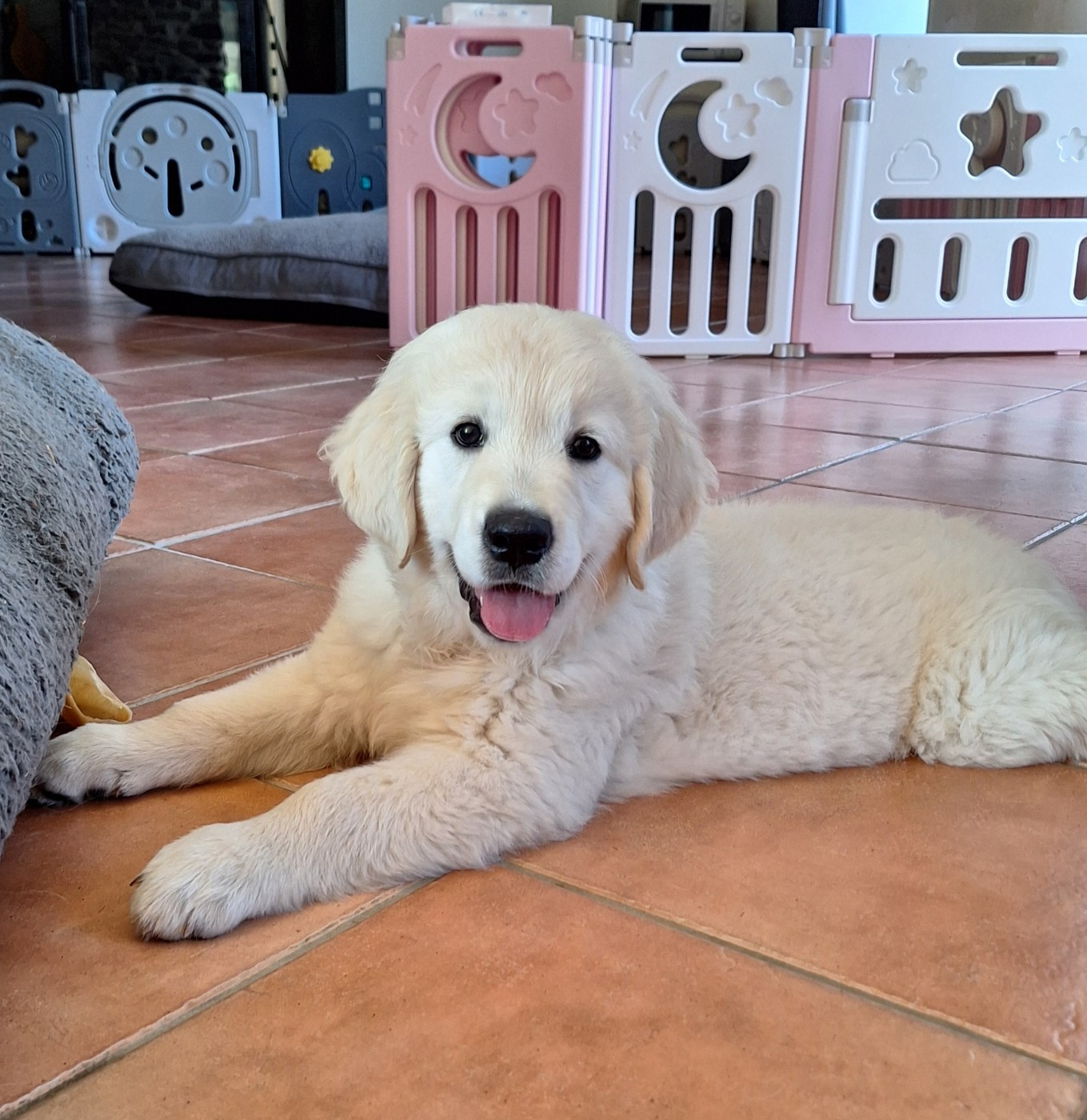Du Pré Figeac - Chiots disponibles - Golden Retriever