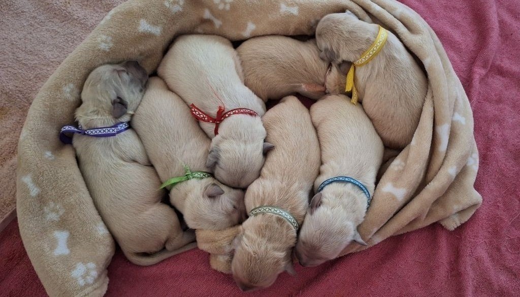 Du Pré Figeac - Chiots disponibles - Golden Retriever