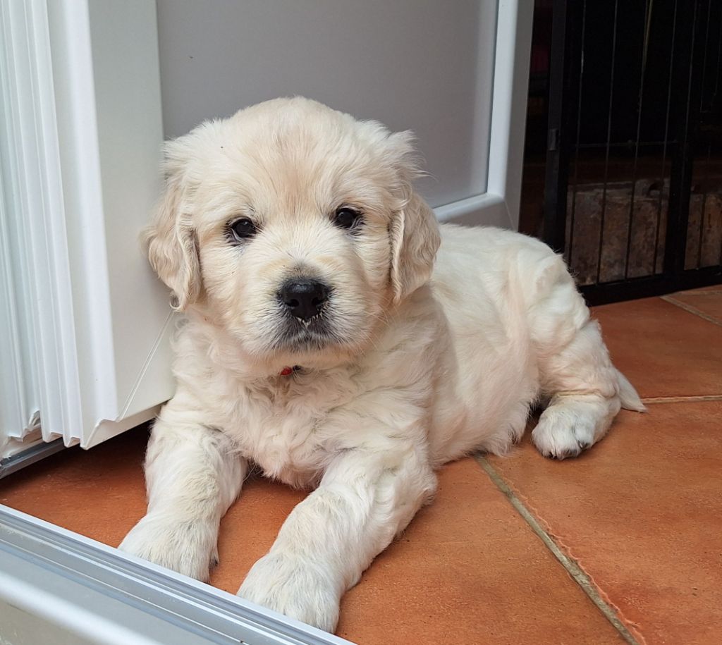Du Pré Figeac - Chiots disponibles - Golden Retriever