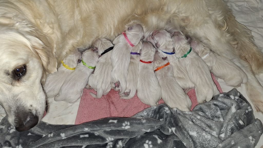 Du Pré Figeac - Golden Retriever - Portée née le 26/09/2025