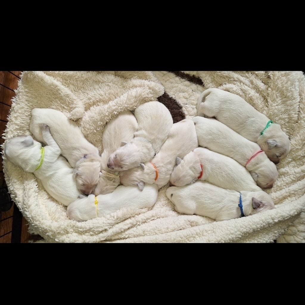 Du Pré Figeac - Chiots disponibles - Golden Retriever