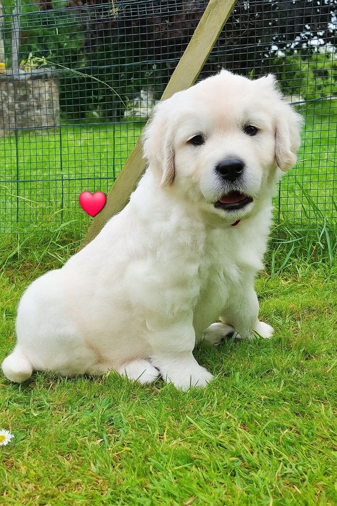 Du Pré Figeac - Chiots disponibles - Golden Retriever